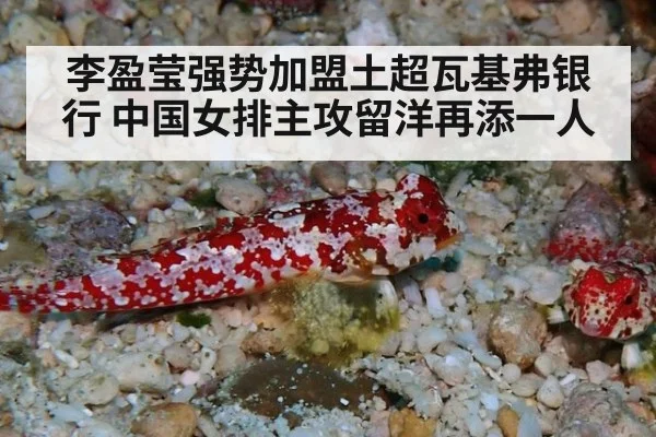 李盈莹强势加盟土超瓦基弗银行 中国女排主攻留洋再添一人